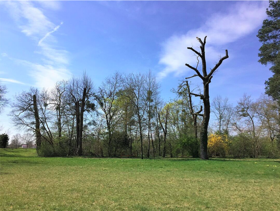 toter Baum auf einer Wiese